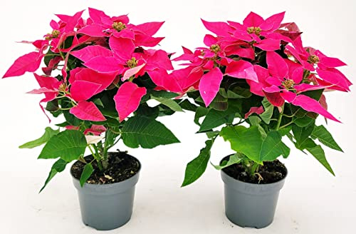 POWERS TO FLOWERS - STELLA DI NATALE PRINCETTIA ROSA INTENSO, 2 PIANTE, vaso 14cm diametro, piante vere