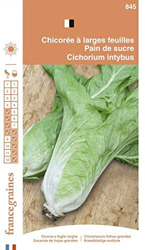 France Graines - Chicorée Pain de Sucre
