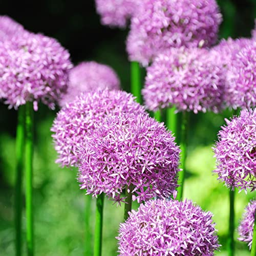 6 x Prydnadslök - Allium Aflatunense Purple Sensation - 9 x 9 cm kruka – lila sfärisk blomma