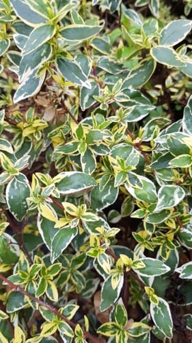 Abelia X grandiflora STEREDENN 'Levabes' / Abelie à grandes fleurs naine panaché/Conteneur de 3 à 4 litres