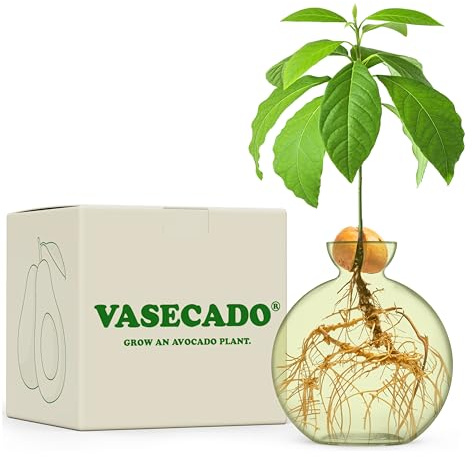 Vasecado Avocado-Samenvase für Avocados (Avocado-Farn)