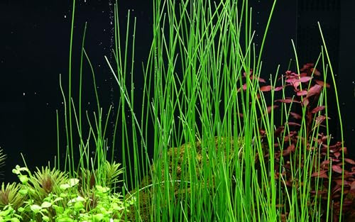 WASSERPFLANZEN WOLFF - ein Topf Riesen-Nadelsimse/Eleocharis montevidensis | Hohe Graspflanze für Hintergrund & Mittelgrund | Schafft Tiefe und Perspektive | Robust & Einfach