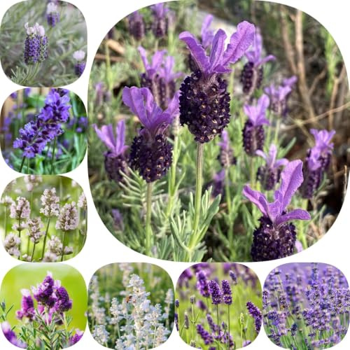Semillas de lavanda - de balcón en decoración jardín mariposas Jardín exótico en miniatura rocas lugares soleados semillas 650pcs