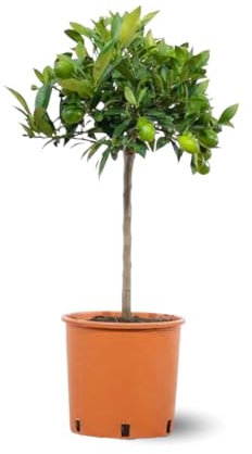 Attitude Jardin - Clementinier - Citrus clementina - agrume mediterraneo - albero da frutto - 75-85 cm - ⌀ 22 cm