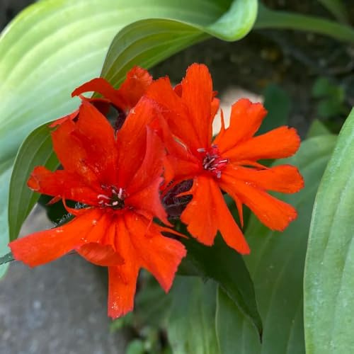 semillas de clavel rojo, jardín perenne resistente balcón 50pcs