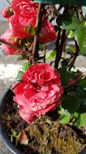 Chaenomeles speciosa 'Pink Storm' / Cognassier du Japon rose/Conteneur de 3 à 4 litres