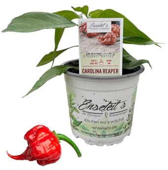 Carolina Reaper - Chili Pflanze aus der Gärtnerei Enseleit