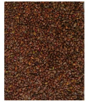 Traubenkerne lose 5 Kg