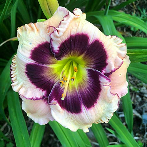 Pflegeleicht, BlüHend, Hemerocallis, Taglilien, Mehrjährig, (/Stauden/Staude/) Winterhart, Beste Sorte, Botanik Kollektion, 3Zwiebeln-I