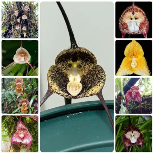 Semi di orchidea scimmia, Dracula simia, esotici Semi di orchidea faccia di scimmia, le da giardino roccioso sono resistenti Le da giardino sono 200pcs