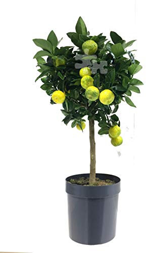Römische Limette 'Pursha' – Süße Citrus limetta im 20 cm Topf, 70–100 cm Gesamthöhe – Mediterrane Zitruspflanze für Garten, Terrasse & Wintergarten – Pflegeleicht & Fruchttragend