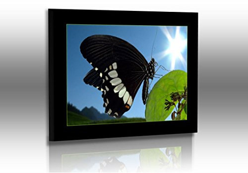 Fotoatelier Dirk Haas Premium Acrylglasbild XXL - Abstrakt - Modern - Bilder - Schmetterling - Bilder - Limenitis camilla - Acrylglas : 60 cm x 45 cm