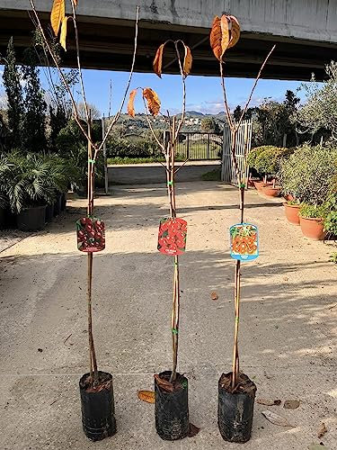 Piante di Ciliegio, piante da frutto (Lapins)