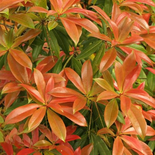semillas de photinia Red Robin - Decoración orgánica balcón 650pcs