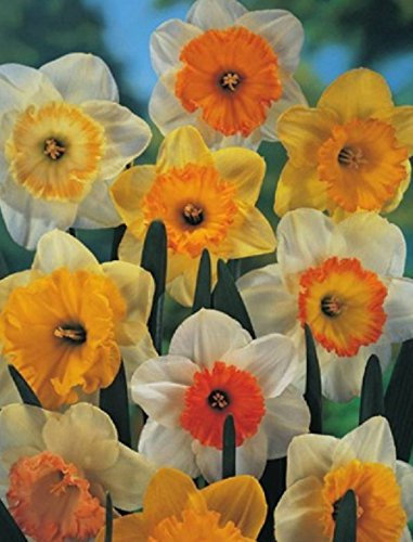Blumenhandel Ullrich Großblumige gemischte Narzissen 50 Blumenzwiebeln Narcissus