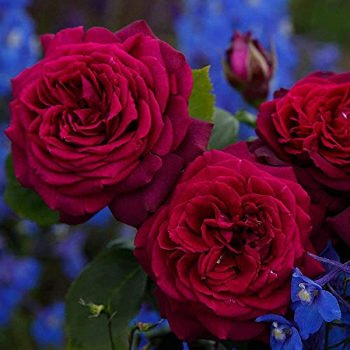GARTEN SCHLÜTER® Stark duftende rote Edelrosen Gräfin Diana - 5 Liter | Rose des Jahres 2017! Rosenblüte in rot-violett winterharte Edelrose im Container
