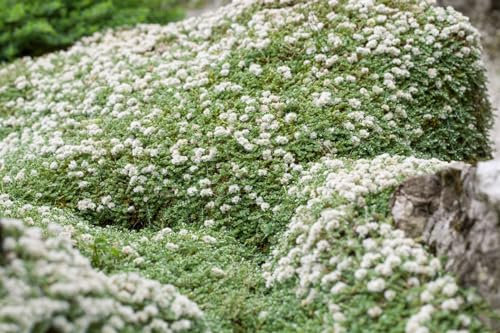 Paronychia kapela ssp. serpyllifolia 9x9 cm Topf – Winterhart, Immergrün, Pflegeleicht – Thymianblättriges Nagelkraut – Bodendecker für Steingarten & Trockenmauer
