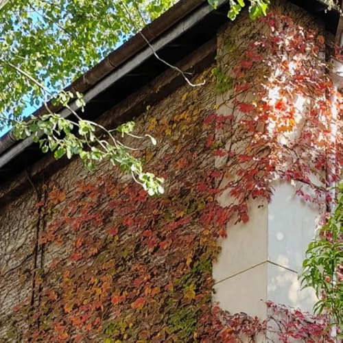 wilder wein - creeper - gartendeko für draußen rankpflanzen immergrün winterhart kletterpflanze exotische 300samen
