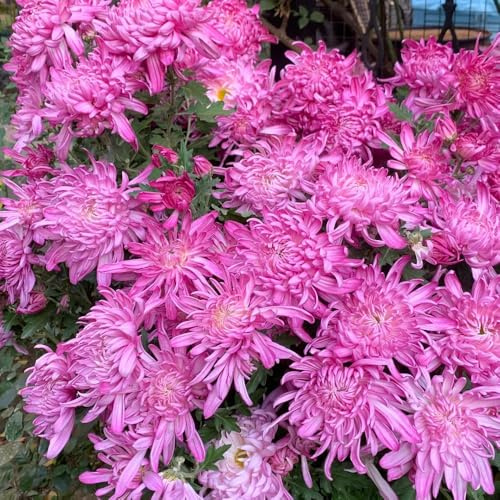 semi di crisantemo Perenni resistenti serre da balcone semi di raro per gli amanti del giardino decorazione floreale come bomboniera decorazioni da giardino per 1000pcs