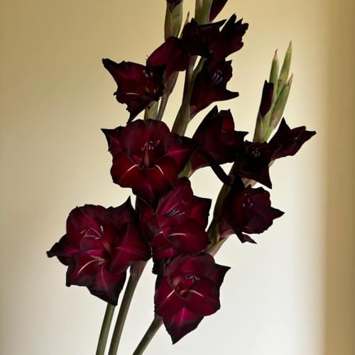 bulbi di gladioli resistenti, esotiche da esterno giardino in vaso 8pcs
