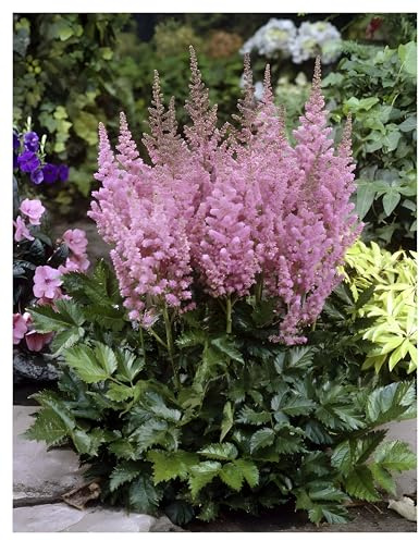 Stauden Gänge 10 x Astilbe chinensis pumila Zwerg Prachtspiere winterhart | Winterharte Staude für Halbschatten bis Schatten, Blüte Juli bis September, mehrjährig, 9x9 cm Topf