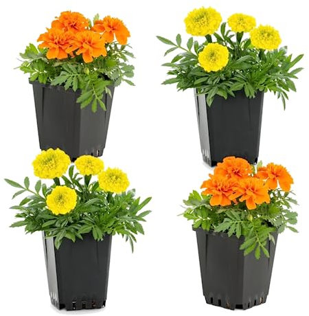Pack de Cuatro Tagetes Naturales Planta Clavel para el Exterior Fácil de Cuidar