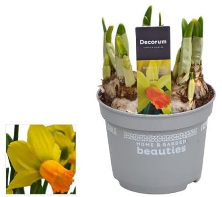 Narcissus Bulbo de Narciso Amarillo Planta con Flores Amarillas de Exterior