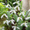 Plant in a Box - Galanthus elwesii - Bulbes de perce-neige x50 - Bulbes à floraison précoce pour jardin avec fleurs blanches