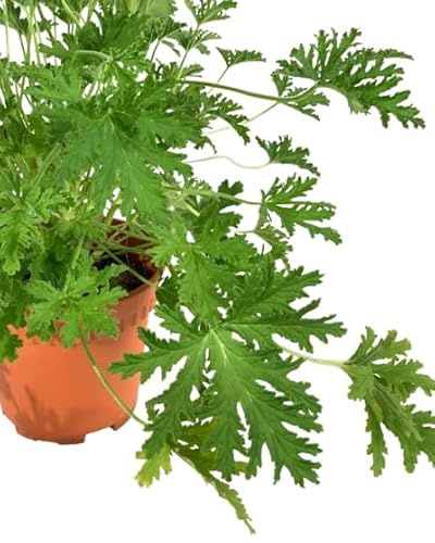 Geranio Citronela Planta Comestible - Pelargonium Citrodorum - Planta Aromática