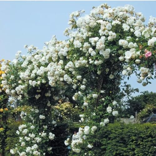 “Iceberg Climbing“Rose Plant in A 3 Litre Pot- Beautiful White Colour Rose