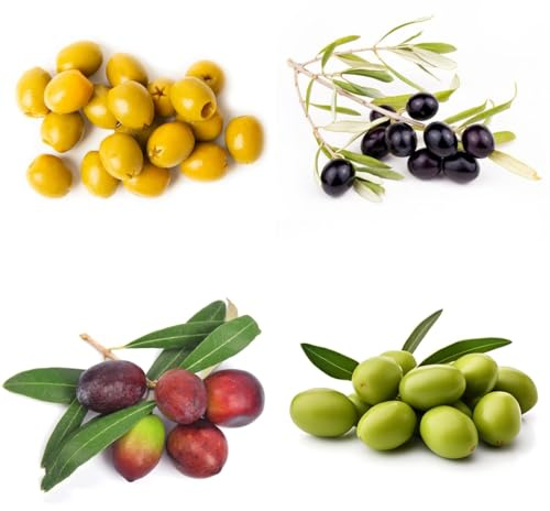 oliven baum - olivenbaum - zimmerpflanzen, olive deko balkonpflanzen gartenpflanzen winterhart mehrjährig bonsaibaum 5samen