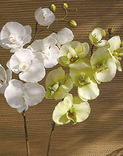artplants.de Ramo Decorativo di Orchidea phalaenopsis Ricky, Bianco, 105cm - Orchidea di plastica - Ramo Fiorito