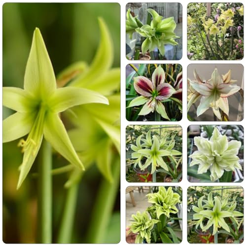bulbi Amaryllis - Hippeastrum rutilum copertura selvatica del suolo di interni esotici di balcone resistenti bonsái balcone con letti 4pcs
