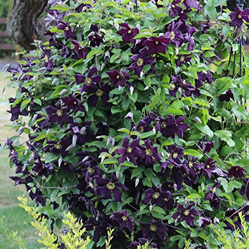 GardenersDream Clematis Romantika - Dunkelviolette Kletterpflanzen Winterhart - Clematis Winterhart Mehrjährig Pflanze - Balkon Pflanzen Samtig