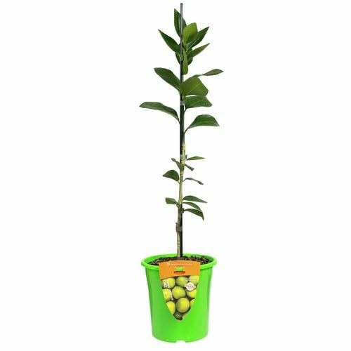 Citrus Aurantiifolia Tu Árbol Frutal de Lima Ideal Para el Exterior del Hogar