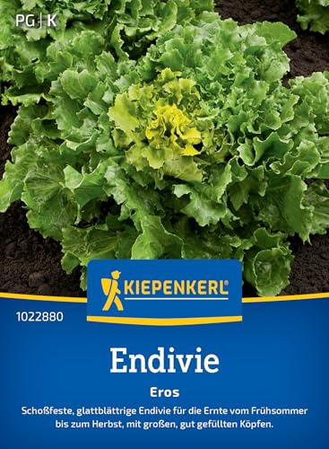 Kiepenkerl Endiviensamen Eros 1022880, Gemüsesaat | Schossfeste Salatsamen für Gartenliebhaber, große gefüllte Köpfe mit glatten Blättern, aromatisch