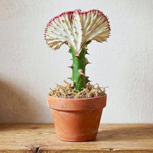 Euphorbia Lactea Cristata 'Coral Cactus' GardenersDream – Planta Suculenta Escultural y Purificadora de Aire para Interiores Ideal para escritorios y estanterías