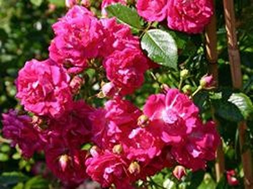 Kletterrose Super Exelsa im 7 Liter Rosentopf