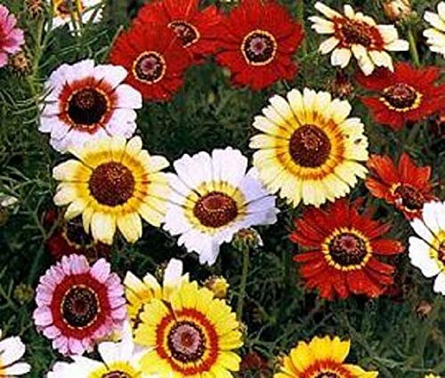 Approx 100 Seeds of Chrysanthemum Carinatum Merry Mixed Annual