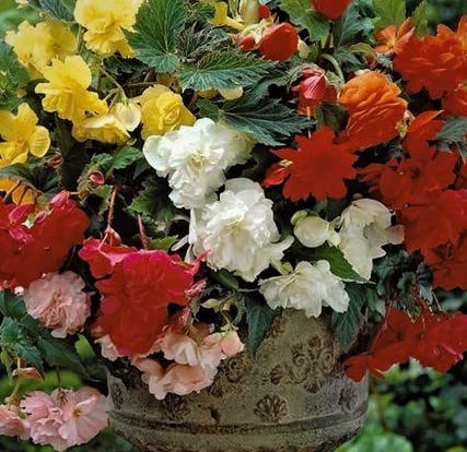 (3) Elegant Flowering Odorata Begonia Mix Bulbs