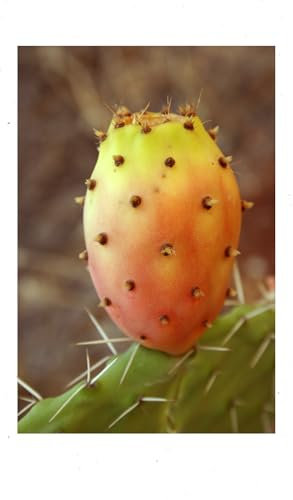 Prickly Pear Cactus Seeds – 20 Seeds Pack | Hardy Drought-Resistant | Ideal for Home Gardens