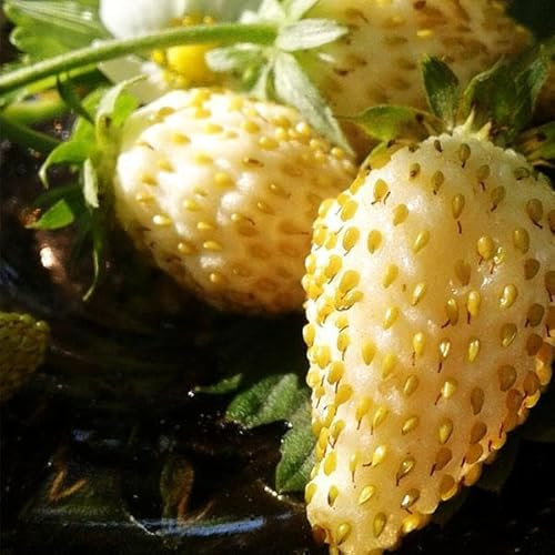 RAISE ME UP: Seeds Alpine Strawberry Everbearing 'Yellow Wonder' Non GMO Heirloom