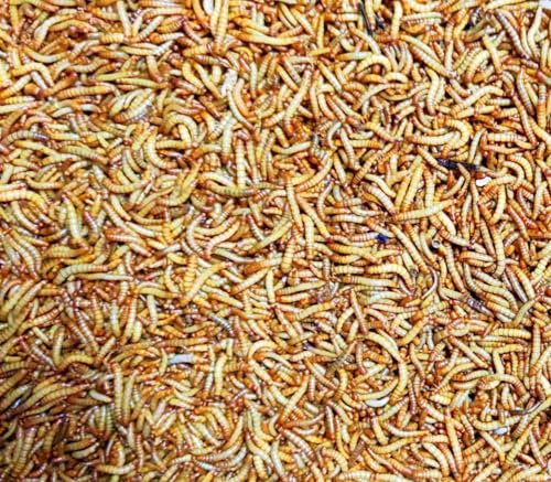 Tenebrio Molitor Vivos (450–600 uds) – Gusano de la Harina – Alimento para Hormigas en Hormigueros y Snack Alimento Vivo para Reptiles,Gecko en Terrarios, pajaros