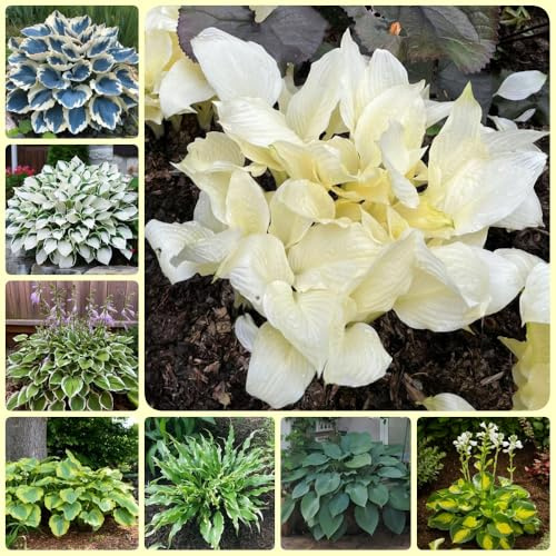 Hosta - Funkien - winterharte für garten alte sorten gartenpflanze bio 200Samen