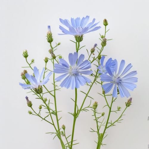 250 Semi di Cicoria Selvatica - SemiSelvaggio Permacultura