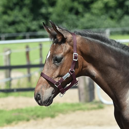 JA Horse JA4027 Essential Fohlenhalfter verstellbar, Braun, Fohlen | Aus stabilem Gurtband, Mehrfach verstellbares, im Genick, Nasen und Ganaschenbereich, mit silberfarbenen Beschlägen