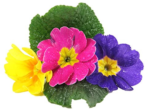 Winter Bedding Plants, Polyanthus 'Stella Mix', 20 x Full Plant Pack, Winter Polyanthus Plants, Garden Flowers, Garden Ready and Ready to Plant, Premium Quality Flowers