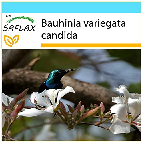 SAFLAX - Set regalo - Árbol orquídea blanca - 5 semillas - Con caja regalo/envío, etiqueta para envío, tarjeta de felicitación y sustrato de cultivo y fertilizante - Bauhinia variegata candida