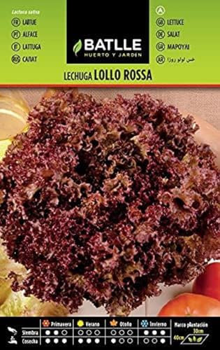 Semi Batlle – Insalata Batavia