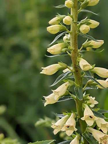 Digitalis Lutea - Straw Foxglove X 200 Seeds Cottage Garden Bee Friendly